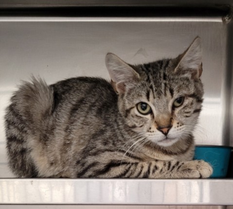 Shelter Stray Male Cat last seen , Los Angeles, CA 90047