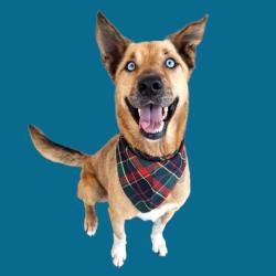 Shelter Stray Male Dog last seen SYCAMORE DR, BAKERSFIELD CA 93308, Bakersfield, CA 93308