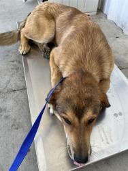 Shelter Stray Male Dog last seen Near BLOCK WEEDPATCH HWY, BAKERSFIELD CA 93307, Bakersfield, CA 93308