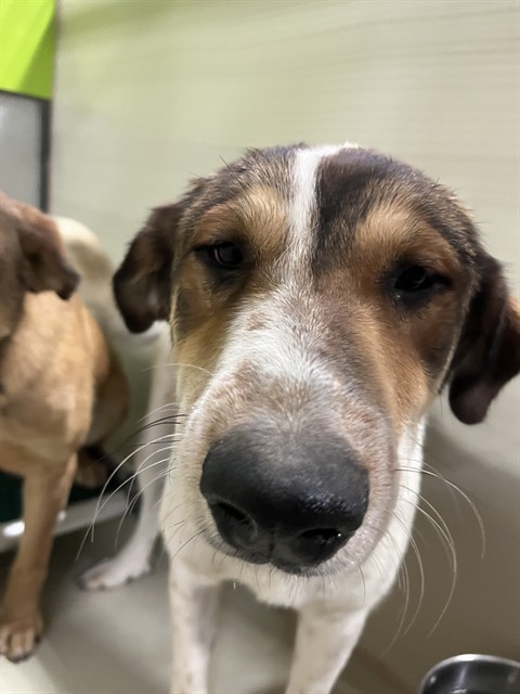 Shelter Stray Male Dog last seen Near BLOCK WEEDPATCH HWY, BAKERSFIELD CA 93307, Bakersfield, CA 93308
