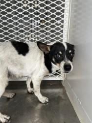 Shelter Stray Female Dog last seen Near BLOCK ROSSMORE ST, BAKERSFIELD CA 93307, Bakersfield, CA 93308