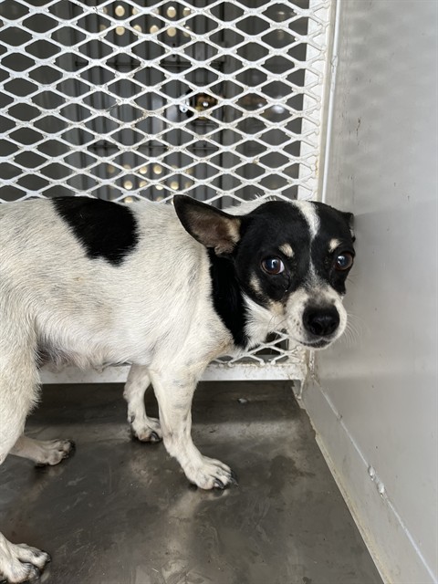 Shelter Stray Female Dog last seen Near BLOCK ROSSMORE ST, BAKERSFIELD CA 93307, Bakersfield, CA 93308