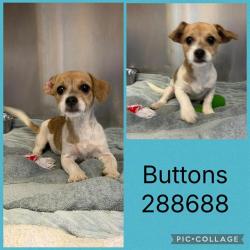 Shelter Stray Male Dog last seen MERCER/EDNA (CIRKLE K), Macon, GA 31216