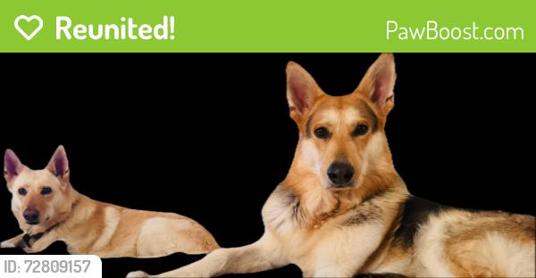 Reunited Male Dog last seen 67th between long & gay, Inglewood, CA 90302