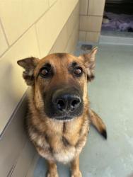 Shelter Stray Female Dog last seen Near BLOCK SCHEESLEY ST, PERRIS, CA, Jurupa Valley, CA 92509
