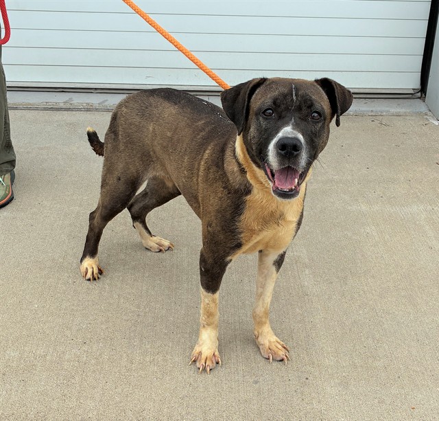 Shelter Stray Female Dog last seen Near BLOCK DONARD PARK AVE, Watterson Park, KY 40218