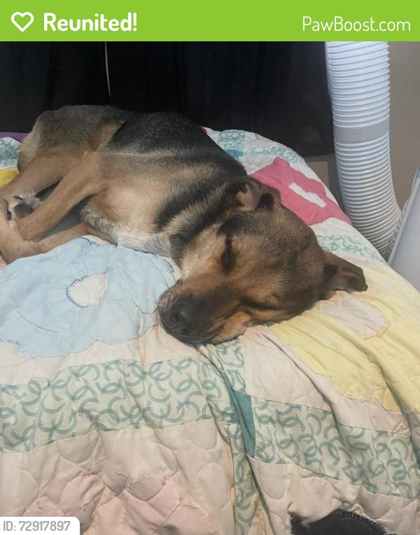 Reunited Male Dog last seen Near E State Highway 21 Paige, TX  78659 United States, Paige, TX 78659