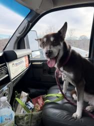 Lost Female Dog last seen Savannah terrace , Washington, DC 20020