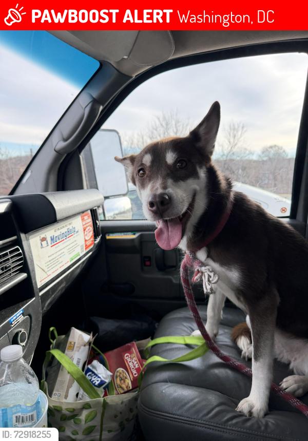 Lost Female Dog last seen Savannah terrace , Washington, DC 20020