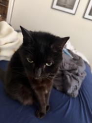 Reunited Female Cat last seen Marix Restraunt, West Hollywood, CA 90069