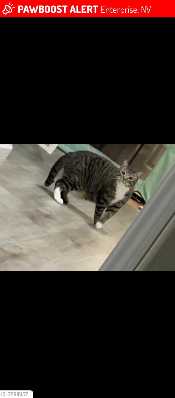 Lost Male Cat last seen Mount Wilson street in trail ridge community , Enterprise, NV 89113