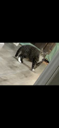 Lost Male Cat last seen Mount Wilson street in trail ridge community , Enterprise, NV 89113