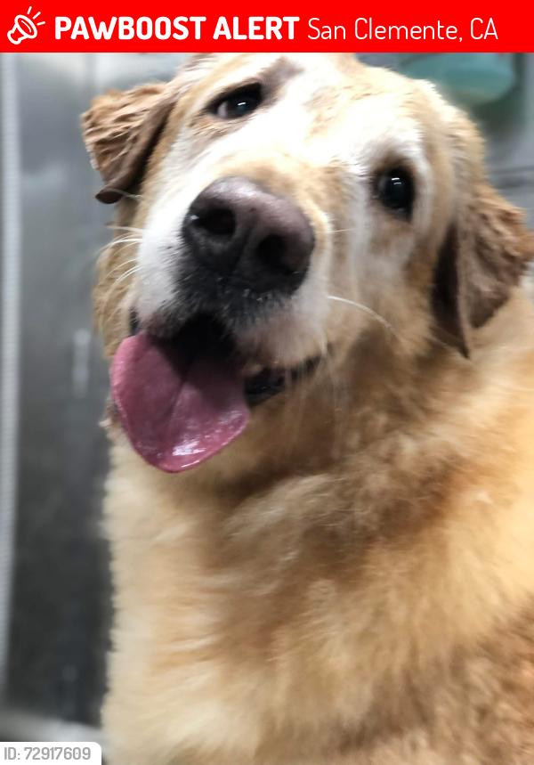 Lost Female Dog last seen Near Avenida de la Estrella, San Clemente, CA 92672
