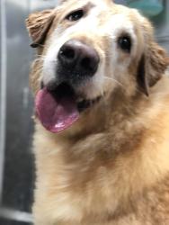 Lost Female Dog last seen Near Avenida de la Estrella, San Clemente, CA 92672