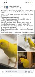 Reunited Male Bird last seen Near W University Dr, McKinney, TX 75071, USA, McKinney, TX 75071