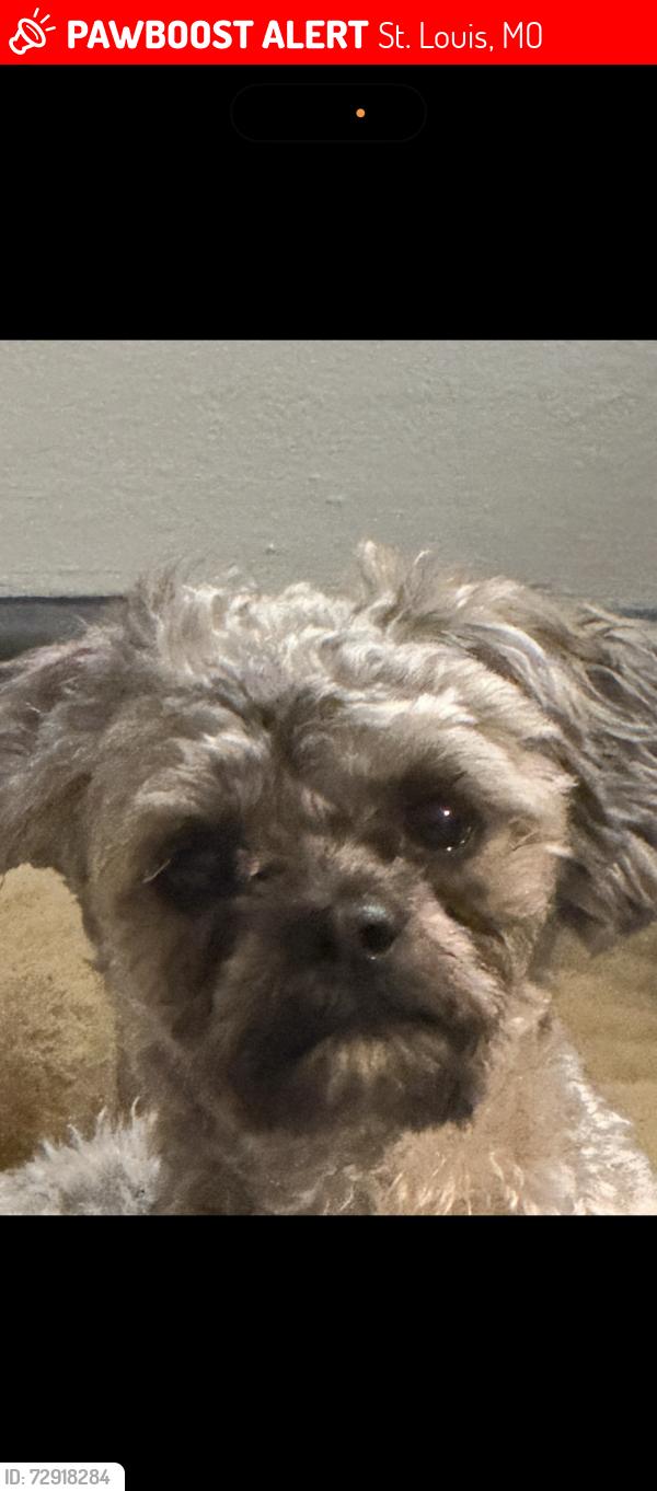 Lost Female Dog last seen Tholozan/ kingshighway/ Morganford , St. Louis, MO 63116