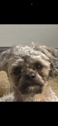 Lost Female Dog last seen Tholozan/ kingshighway/ Morganford , St. Louis, MO 63116