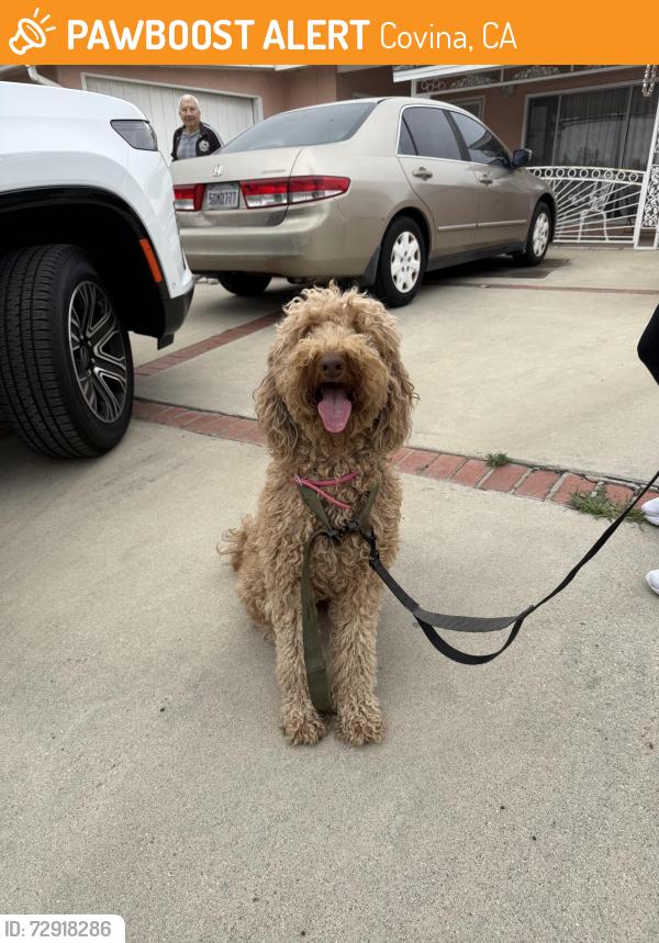 Found/Stray Female Dog last seen Lark Ellen and Cypress in Covina, Covina, CA 91722