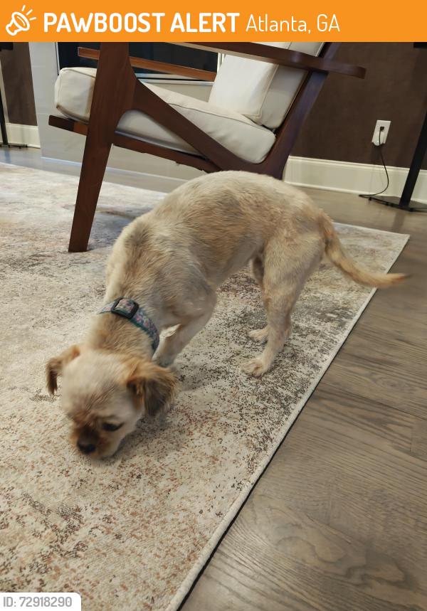 Found/Stray Female Dog last seen North Highland Ave, Atlanta, GA 30306