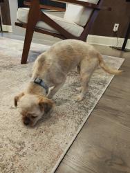 Found/Stray Female Dog last seen North Highland Ave, Atlanta, GA 30306