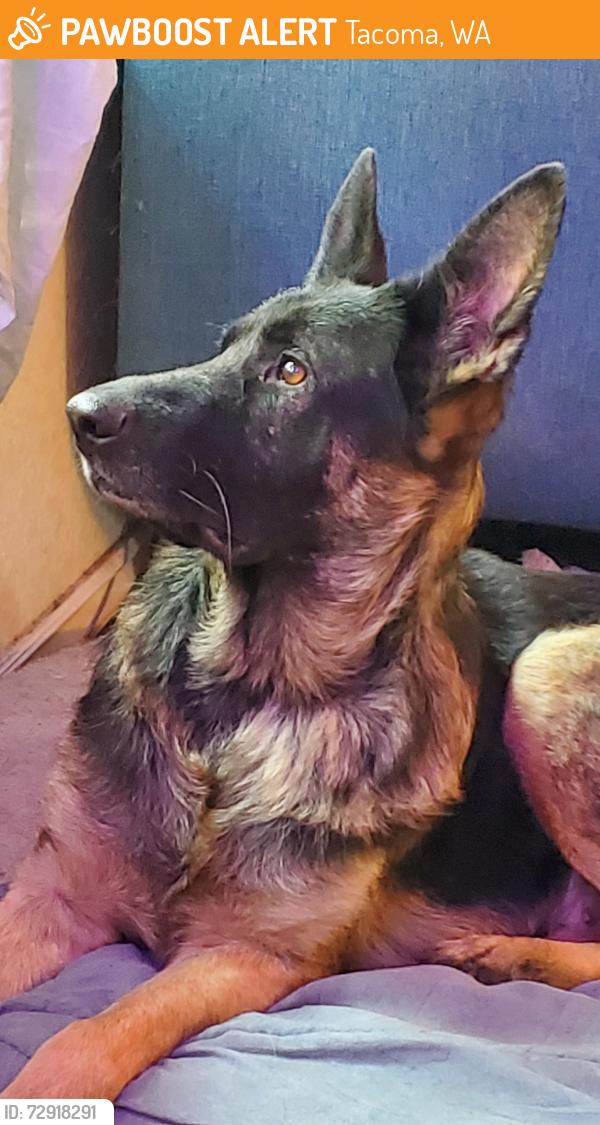 Found/Stray Female Dog last seen Lacey wa, Tacoma, WA 98402