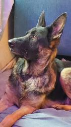 Found/Stray Female Dog last seen Lacey wa, Tacoma, WA 98402