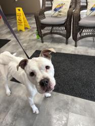 Reunited Female Dog last seen N leak st, Southern Pines, NC 28387