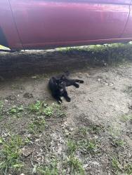 Reunited Female Cat last seen Near W Avenue H Belton Texas 76513, Belton, TX 76513