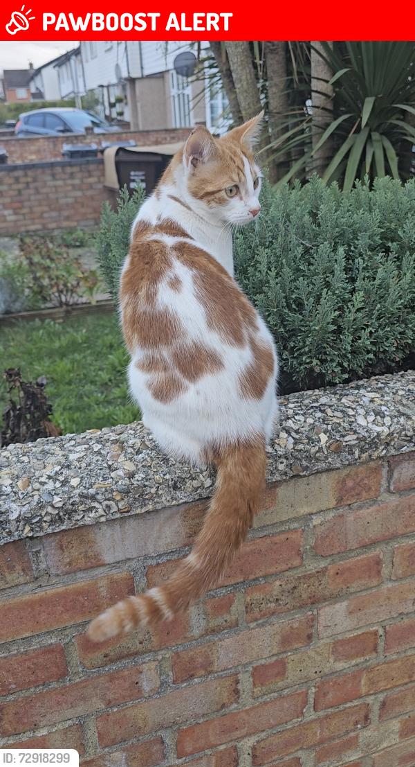 Lost Male Cat last seen Jollywagnors roundabout, Cranford, England TW4 7QD