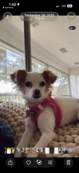 Reunited Male Dog last seen Nebraska ave and CR1, Palm Harbor, FL 34683