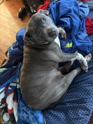 Reunited Female Dog last seen Between Glovenia st and the blvd Eden nc , Eden, NC 27288