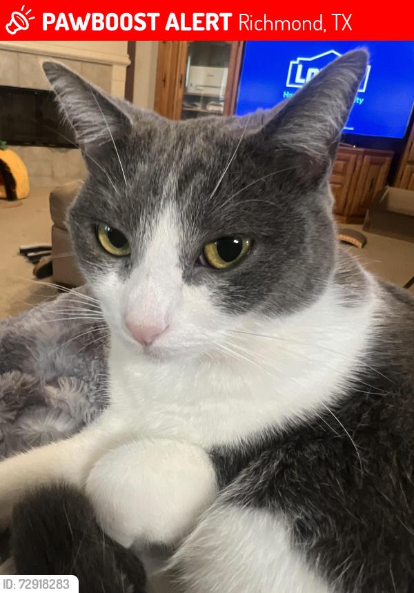 Lost Female Cat last seen Fountain Mist & Haven Springs Lane, Richmond, TX 77469