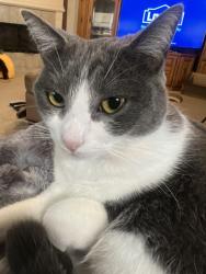 Lost Female Cat last seen Fountain Mist & Haven Springs Lane, Richmond, TX 77469