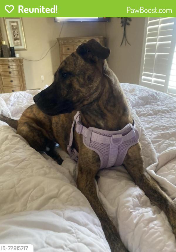 Reunited Female Dog last seen Lake Washington Rd., Melbourne, FL 32935