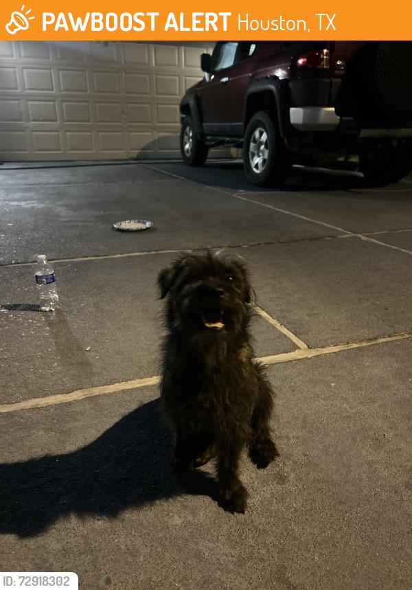 Found/Stray Female Dog last seen Near sunny creek dr Houston tx 77066, Houston, TX 77066