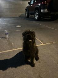 Found/Stray Female Dog last seen Near sunny creek dr Houston tx 77066, Houston, TX 77066