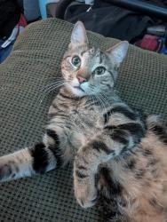 Reunited Male Cat last seen Duff court, Montréal, QC H8S