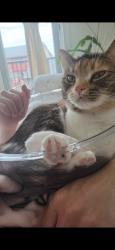 Reunited Female Cat last seen Walden Park, Calgary, AB T2X 0R3