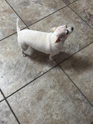Reunited Female Dog last seen Santa Rosa dr , Haltom City, TX 76117