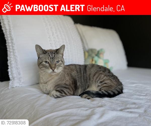 Lost Male Cat last seen Near Los Encinos Ave, Glendale, CA 91208