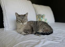 Lost Male Cat last seen Near Los Encinos Ave, Glendale, CA 91208