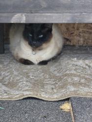 Found/Stray Unknown Cat last seen Off Olympic Street in springfield, Springfield, OR 97478