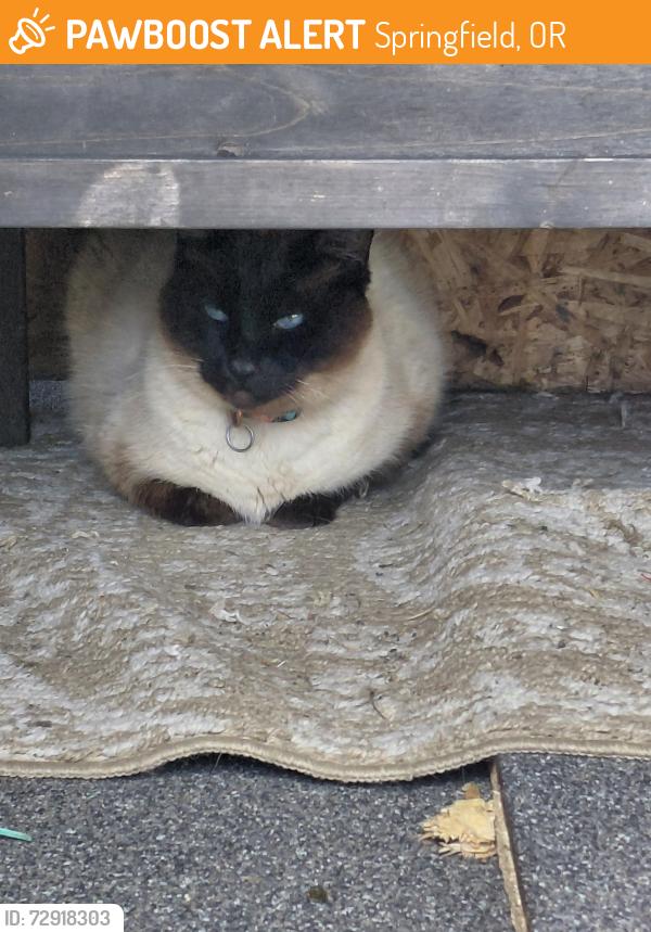 Found/Stray Unknown Cat last seen Off Olympic Street in springfield, Springfield, OR 97478