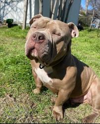 Lost Male Dog last seen Race Street area, Fort Worth, TX 76111