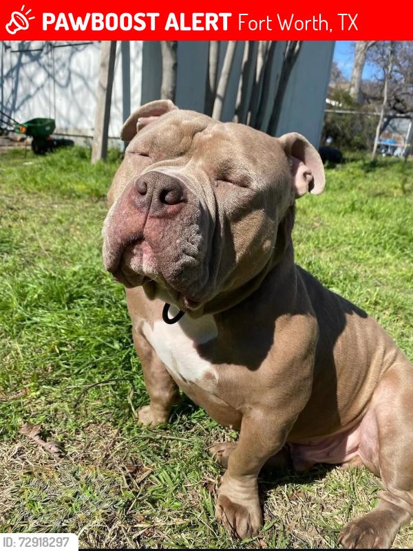 Lost Male Dog last seen Race Street area, Fort Worth, TX 76111