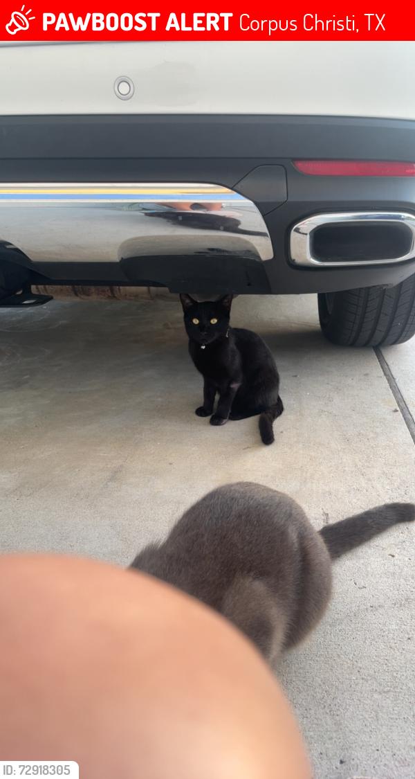 Lost Male Cat last seen Paddington Dr, Corpus Christi, TX 78414