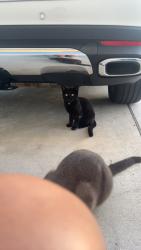 Lost Male Cat last seen Paddington Dr, Corpus Christi, TX 78414