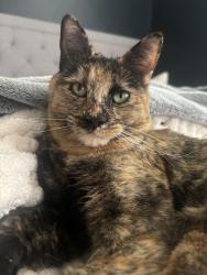 Reunited Female Cat last seen E 6th Place and Olive, Mesa, AZ 85203