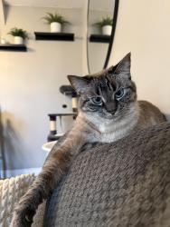 Reunited Female Cat last seen 53a st Langley , Langley, BC V3A 1M2