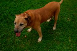 Reunited Male Dog last seen Moss rock Preserve , Hoover, AL 35226